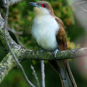There’s something prehistoric looking about a black-billed cuckoo, which the authors were surprised to hear flying overhead one night this past week. Photo by Wolfgang Wander courtesy of Wikimedia Commons. #bird-column, #Jeff and Allison Wells, #boothbay register, #birds, #maine, #cuckoo