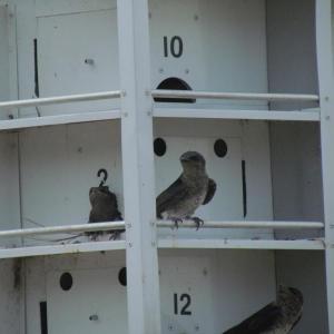 #bird-column, #birds, #Jeff and Allison Wells, #boothbay register, #maine, #purple martins