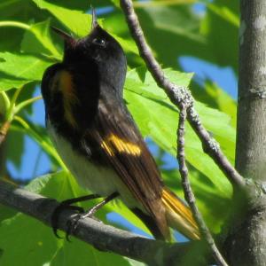 Male American redstarts defend their territories from rival males by singing from the boundaries of the space that they don't want other males to intrude upon. Courtesy of Jeff Wells. #bird-column, #birds, #Jeff and Allison Wells, #boothbay register, #maine, #American redstart