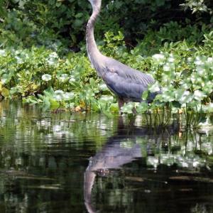 Great blue heron panting in the heat. Photo by Ianaré Sévi courtesy Wikimedia Commons. #bird-column, #Jeff and Allison Wells, #heat wave, #boothbay register, #maine, #great blue heron