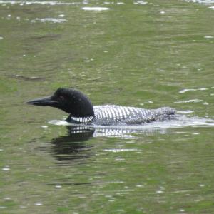Anyone who spends time on a Maine lake is familiar with the haunting calls of the Common Loon. Photo courtesy Jeff Wells