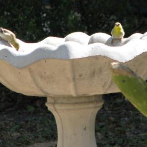 #bird-column, #Jeff and Allison Wells, #heat wave, #boothbay register, #maine, #american goldfinches