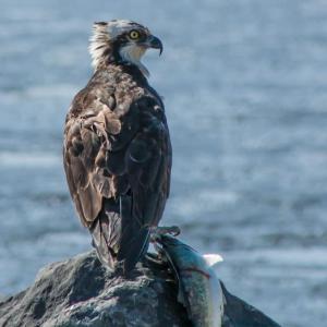 #bird-column, #Jeff and Allison Wells, #birds, #boothbay register, #osprey