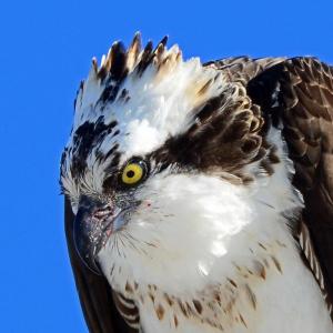 The intricacies of learning and other happenings inside an osprey’s brain remain a mystery to us humans. By Rodney Campbell, CC BY 2.0, Courtesy Wikimedia Common #bird-column, #Jeff and Allison Wells, #birds, #boothbay register, #osprey