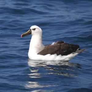 Yellow-nosed albatross showing off the yellow along the top of the beak from where it gets its name. The rare species was recently seen off the coast of Boothbay; this one was photographed off Brazil, where they are supposed to be rather than in the Gulf of Maine! Photo by Hector Bottai, courtesy of Wikimedia Commons. #bird-column, #gulf of maine, #jeff and allison wells, #boothbay register, #wiscasset newspaper, #penbay pilot, #birds, #maine, #yellow-nosed albatross