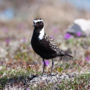 An American Golden-Plover in breeding plumage is rather magnificent but we rarely see them in this plumage here in Maine. Photo by Peter Wilton courtesy if Wikimedia Commons. #bird-column, #jeff and allison wells, #boothbay register, #tullik’s odyssey, #birds, #maine, #american golden-plover