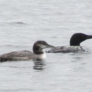 #bird-column, #Jeff and Allison Wells, #boothbay register, #birds, #maine, #common loon