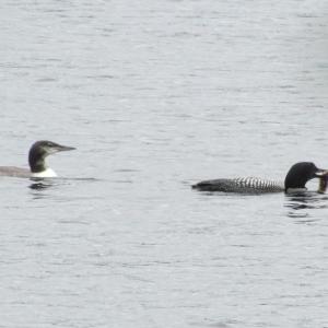 #bird-column, #Jeff and Allison Wells, #boothbay register, #birds, #maine, #common loon