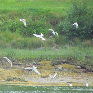 Terns foraging on the bounty of small fish in Pemaquid Harbor in August to feed their young that were hatched earlier in the summer. Soon they will leave for their wintering grounds in South America. Courtesy of Jeff Wells. #bird-column, #Jeff and Allison Wells, #boothbay register, #birds, #maine, #pemaquid, #blueberries, #common terns
