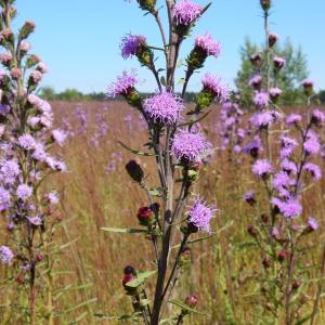 #bird-column, #Jeff and Allison Wells, #boothbay register, #birds, #maine, #pemaquid, #blueberries, #northern blazing star 