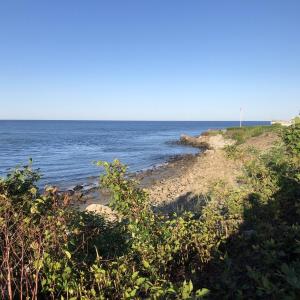 Twenty semipalmated plovers rested on the rocks below the Marginal Way path in Ogunquit on their migration south from northern Canada on a late-August day. Courtesy of Jeff Wells. #bird-column, #boothbay register, #Jeff and Allison Wells, #birds, #maine, #Ogunquit