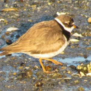 #bird-column, #boothbay register, #Jeff and Allison Wells, #birds, #maine, #Ogunquit, #semipalmated plover, #marginal way