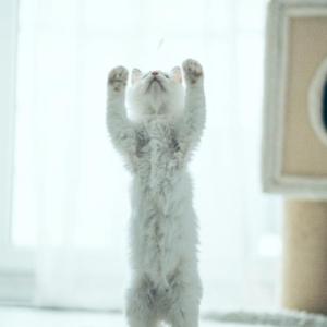And ... stretch! This standing white cat is among the many felines to be met in this year’s Cat Video Fest” at the Lincoln Theater Aug. 12 - two shows! Courtesy of the venue