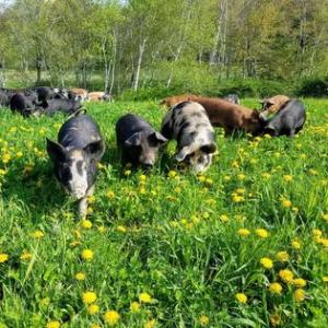 Singing Pastures Farm. Courtesy photo