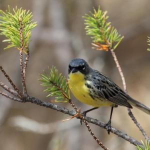 A male Kirtland's warbler in a jack pine on the breeding grounds in Michigan. The first record of the species in Maine, back in June 2008, was of a male like this one. Photo USFWS, courtesy of WIkimedia Commons. #bird-column, #kirtland’s warbler, #jeff and allison wells, #boothbay register, #birds, #maine