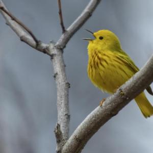 Yellow warblers are one of the most widespread warblers in North America and are a familiar backyard and local bird of many bird enthusiasts in Maine. By now, most have flown south. Photo by Mykola Swarnyk, courtesy of Wikimedia Commons. #bird-column, #Jeff and Allison Wells, #birds, #boothbay register, #maine, #wiscasset newspaper, #yellow warbler