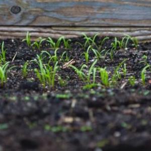 Soil and water quality are critical for human and wildlife welfare. Learn about PFAS contamination on Sept. 14 at CMBG. Courtesy website photo
