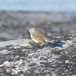 #bird-column, #jeff and allison wells, #boothbay register, #penbay pilot, #birds, #maine, #american pipit