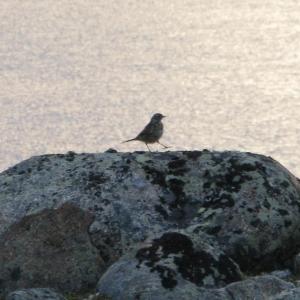 #bird-column, #jeff and allison wells, #boothbay register, #penbay pilot, #birds, #maine, #american pipit