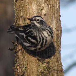 #bird-column, #Jeff and Allison Wells, #birds, #maine, #boothbay register, #blocker, #hurricane lee, #black and white warbler