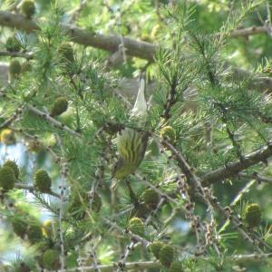 #bird-column, #boothbay register, #jeff and allison wells, #maine, #birds, #timber point, cape may warbler