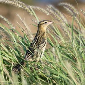 #bird-column, #boothbay register, #jeff and allison wells, #birds, #maine, #halloween, #bobolink