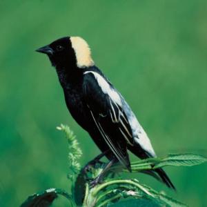#bird-column, #boothbay register, #jeff and allison wells, #birds, #maine, #halloween, #bobolink