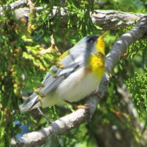 #bird-column, #Jeff and Allison Wells, #birds, #maine, #boothbay register, #blocker, #hurricane lee, northern parula