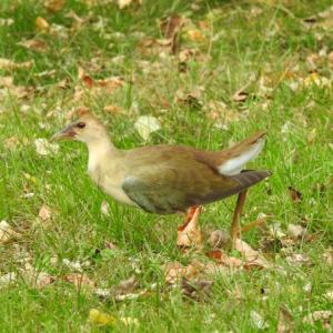 #bird-column, #boothbay register, #jeff and allison wells, #birds, #maine, #halloween, #purple gallinule