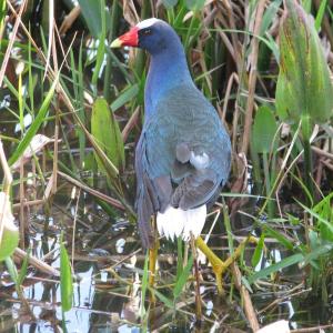 Adult purple gallinules are considered by most who see them as quite spectacular. This was one that we enjoyed up close and personal in central Florida a few years ago. Courtesy of Jeff and Allison Wells. #bird-column, #boothbay register, #jeff and allison wells, #birds, #maine, #halloween, #purple gallinule