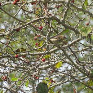 #bird-column, #boothbay register, #jeff and allison wells, #maine, #birds, #timber point, #yellow-rumps