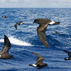 #bird-column, #Jeff and Allison Wells, #boothbay register, #birds, #maine, #wilson’s storm-petrel, #band-rumped storm-petrel