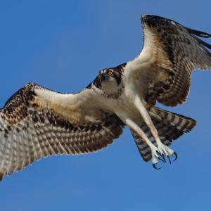 In the past few weeks, birders on Aruba have been seeing many “North American” birds, including ospreys. Courtesy of M.Oversteegen #bird-column, #birds of aruba bonaire and curacao, #Jeff and Allison Wells, #birds, #maine, #boothbay register, #osprey