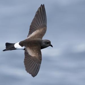 #bird-column, #Jeff and Allison Wells, #boothbay register, #birds, #maine, #wilson’s storm-petrel