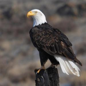 #bird-column, #christmas bird count, #jeff and allison wells, #maine, #birds, #boothbay register, #bald eagle