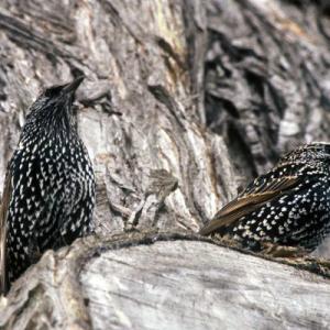 #bird-column, #Jeff and Allison Wells, #boothbay-register, #birds, #christmas bird count, #murmuration, #european starling