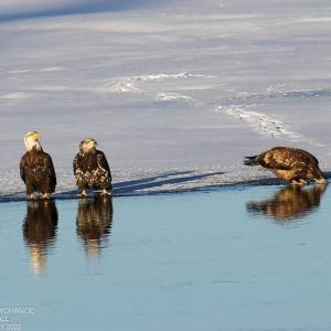 Bald eagles awaiting an opportune moment at the edge of the ice. Courtesy of Dave Small #bird-column, #Jeff and Allison Wells, #boothbay register, #birds, #maine, #Kennebec, #bald eagle