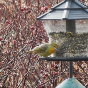#bird-column, #hepatic tanager, #jeff and allison wells, #birds, #boothbay register, #birds