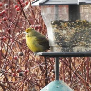 #bird-column, #hepatic tanager, #jeff and allison wells, #birds, #boothbay register, #birds