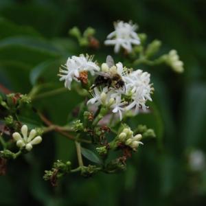 A bee on the white flowers of a seven-son flower tree (Heptacodium miconoides). Courtesy of MelindaMyers.com