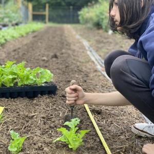 Casey Stokes tends to the lettuce garden. Courtesy of Erica Berman