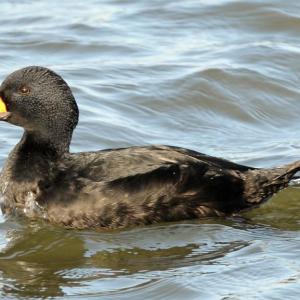 Black scoters that regularly pass through or spend the winter along the Maine coast may have nested in the 12-million-acre Seal River Watershed of northern Manitoba. Photo by Peter Massas, courtesy of Wikimedia Commons #bird-column, #jeff and allison wells, #birds, #boothbay register, #maine, #seal river watershed, #black scoter