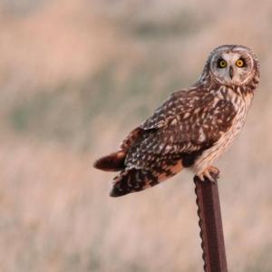 #bird-column, #boothbay register, #jeff and allison wells, #short-eared owl, #birds, #maine