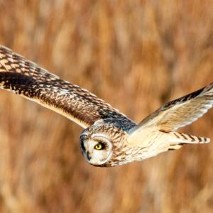 Short-eared owls migrate south to Maine from Canada, a few occasionally spending the winter and hunting at dusk in open grasslands, blueberry barrens, and marshes. Photo Jongsun Lee courtesy of Wikimedia Commons. #bird-column, #boothbay register, #jeff and allison wells, #short-eared owl, #birds, #maine