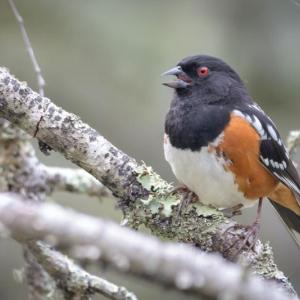 #bird-column, #western birds, #Townsend’s warbler, #hepatic tanager, #jeff and allison wells, #boothbay register, #maine, #birds, #spotted towhee