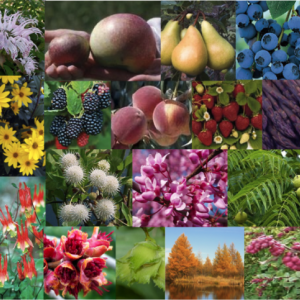 The Knox-Lincoln Soil & Water Conservation District’s 2024 Spring Plant Sale is underway. Courtesy photo