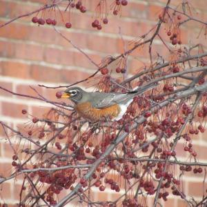 #bird-column, #jeff and allison wells, #great backyard bird count, #mardis gras, #boothbay register, #birds, #maine, #american robin