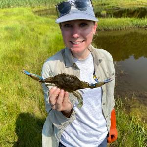 Wells Reserve Research Associate Laura Crane holds up a blue crab. Blue crabs are appearing in increasing numbers on the coast of Maine, and their potential impact is the focus of ongoing research. Courtesy photo