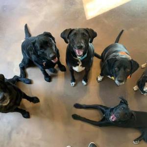 Happy faces at Meadowsweet Inn for Dogs. Courtesy photo