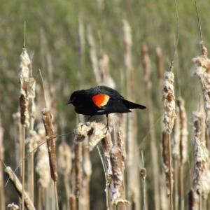 #bird-column, #jeff and allison wells, #great backyard bird count, #mardis gras, #boothbay register, #birds, #maine, #american robin